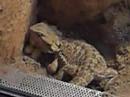 Pogona vitticeps - Eiablage