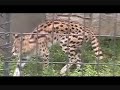 5. Mew in Japan : Tama Zoo