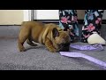 Click here to watch this video French Bulldog Puppies