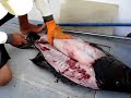 Cleaning Fish