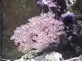 Pulsing Xenia Coral