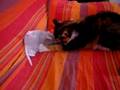 videos de la micia e il topo