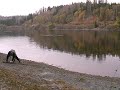 Laksen ble gjedde