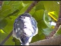 Beauty of prey bird shikra on tree Video by Shirishkumar Patil Beauty of prey bird shikra on tree Video by Shirishkumar Patil