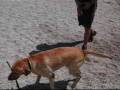 Fitz a Molveno.wmv