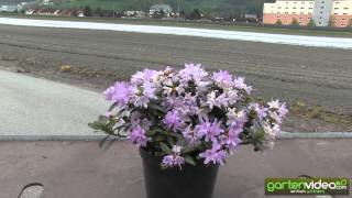 #1038 Purpurviolette Alpenrose - Veilchenblauer Rhododendron - Rhododendron impeditum moerheim 
