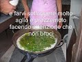 Paella genovese