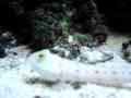 fish cleaning sand