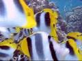 Butterfly fishs