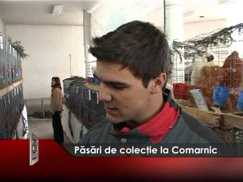 Păsări de colecţie la Comarnic