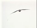 Falcon flying insect catcher