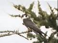 Falcon flying insect catcher