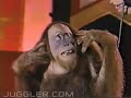 Bobby Berosini i Orangutany