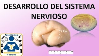 Sistema Nervioso (Grado octavo)
