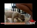 2 Fawn males @ 6 wks old off Extreme Male Meets Standard Grl