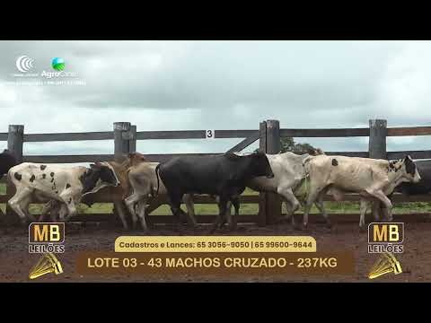 534� LEIL�O VIRTUAL MB LEIL�ES