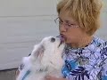 Pekingese Pekingese