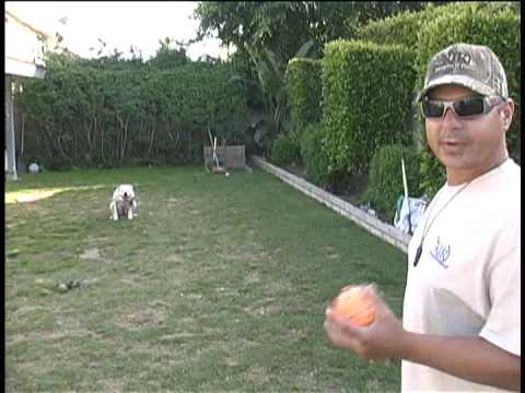 american bull dog