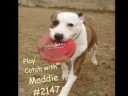 Snazzy, Jazzy, Pit Bulls!