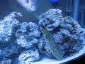 MY New Trigger fish