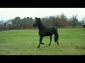 videos de Frison