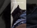 【真田まこと】愛する君へ。大切なマコとの思い出の日々。#shorts