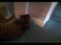 Catnip Kitty
