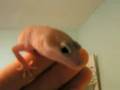 Blizzie the Leopard Gecko
