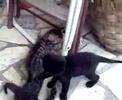 Cat s wrestling