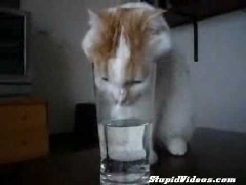 La insaciable sed de un gato - Entretenimiento