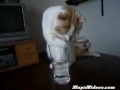 La insaciable sed de un gato - Entretenimiento