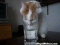 La insaciable sed de un gato - Entretenimiento