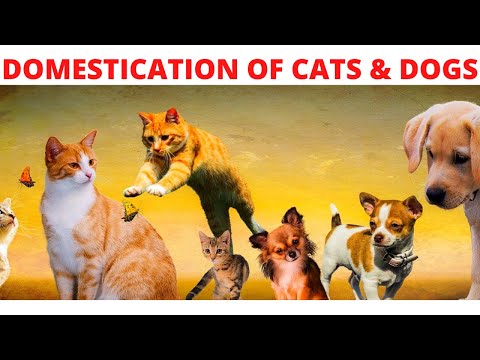How long have cats and dogs been domesticated? How did domestication start with cats and dogs?