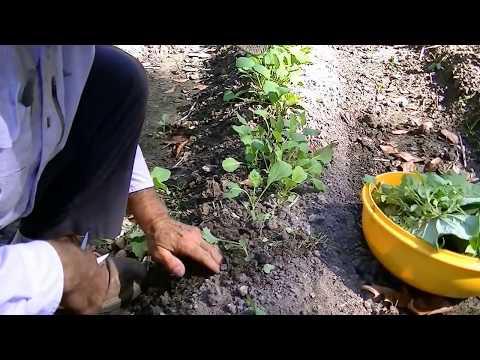 how to harvest collards