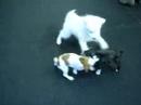 perfect puppy playmates perfect puppy playmates