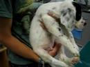 The first vaccination2