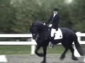 KFPS Stallion Heinse 354 Dressage