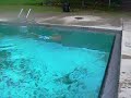Catfish In the Pool!