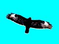 Armageddon - Buzzard