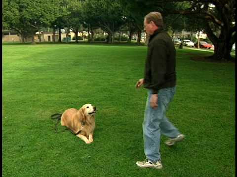 Koehler Method Of Dog Training Amazon Koehler Method Of Dog Training Amazon