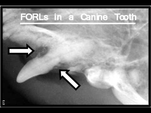 how to cure gingivitis in cats