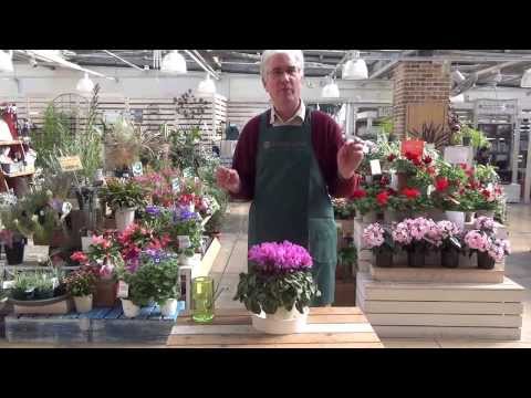 how to care for cyclamen indoors
