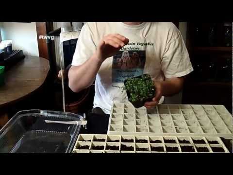 how to transplant kohlrabi