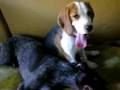 Dogs in love