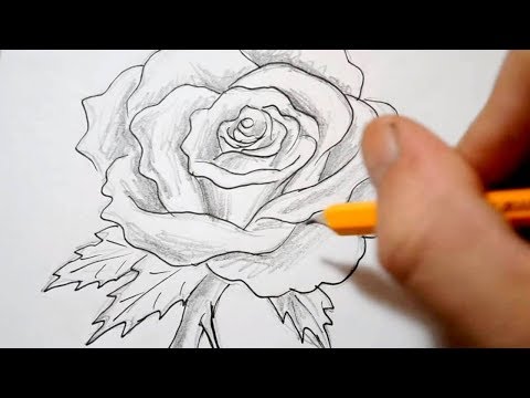 How to Draw a Rose – Quick Sketch