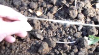 Garlic Timelapse Planting To Harvest