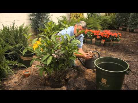 how to replant a lilac bush