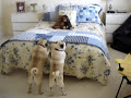 PUG DOGS