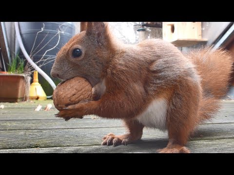 Hoernchen auf Balkon in Berlin