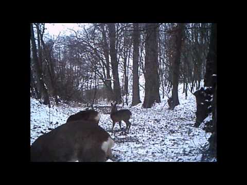 aufnahmen - Aufnahmen mit einer Wildkamera!